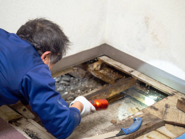 Best Mold Testing  in Hampton Beach, NH