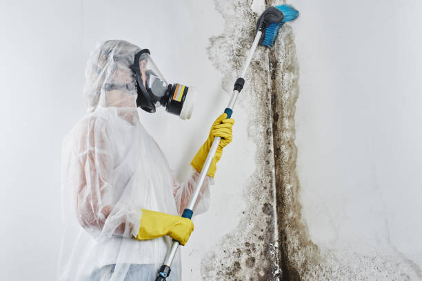 Best Attic Mold Removal  in Hampton Beach, NH