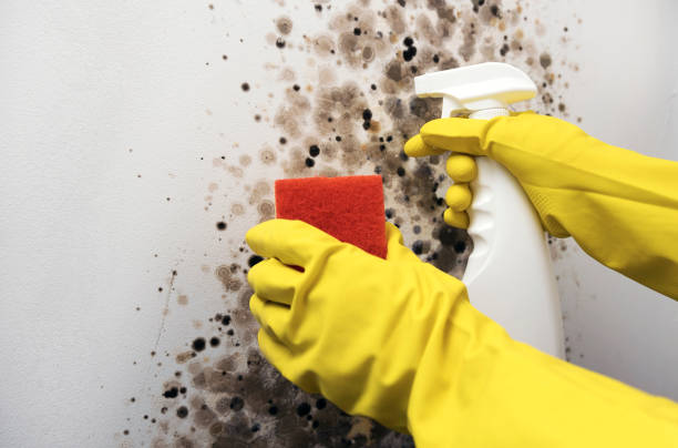 Trusted Hampton Beach, NH Mold Removal Experts