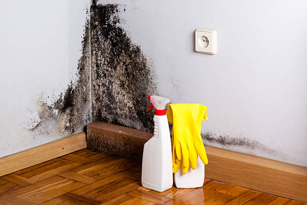 Mold Removal Process in Hampton Beach, NH